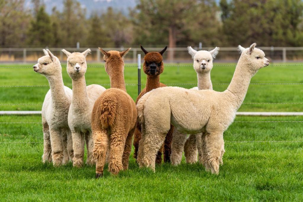 Grândola Alpaca Farm And B&B - Mama Adama מראה חיצוני תמונה